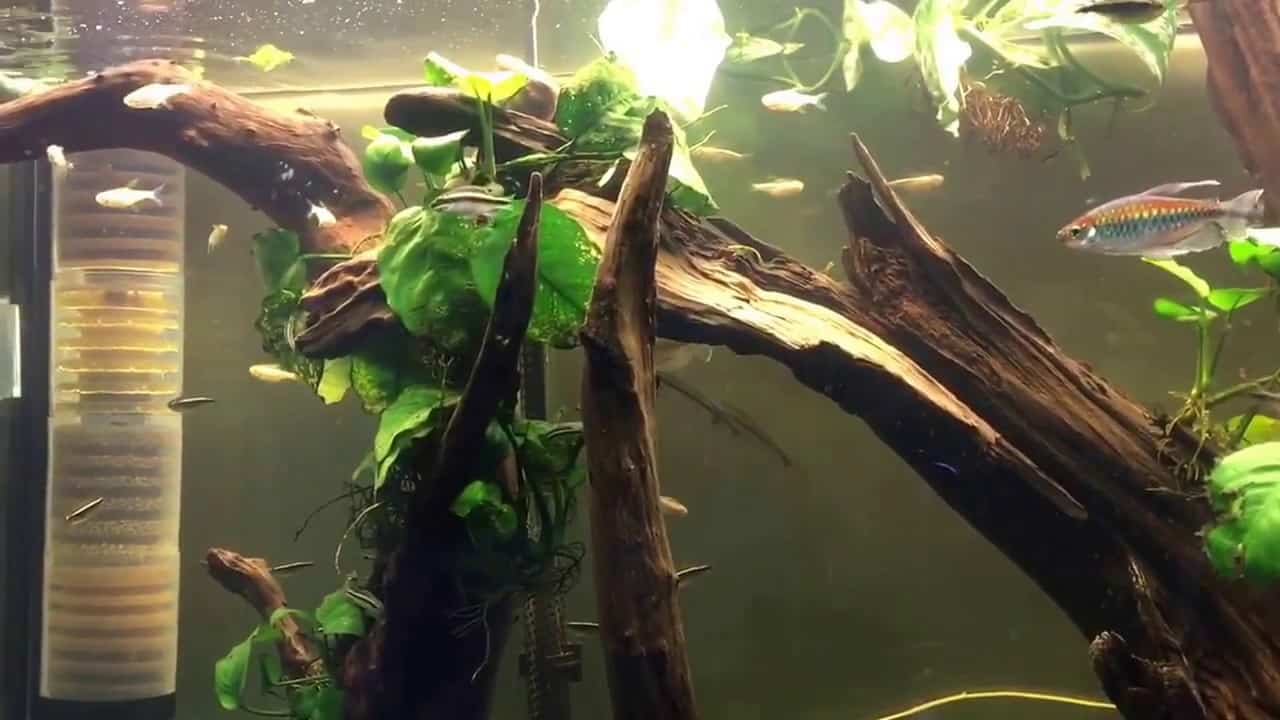 Hoe u lawaai in uw aquarium kunt verminderen? Geluidsisolatie